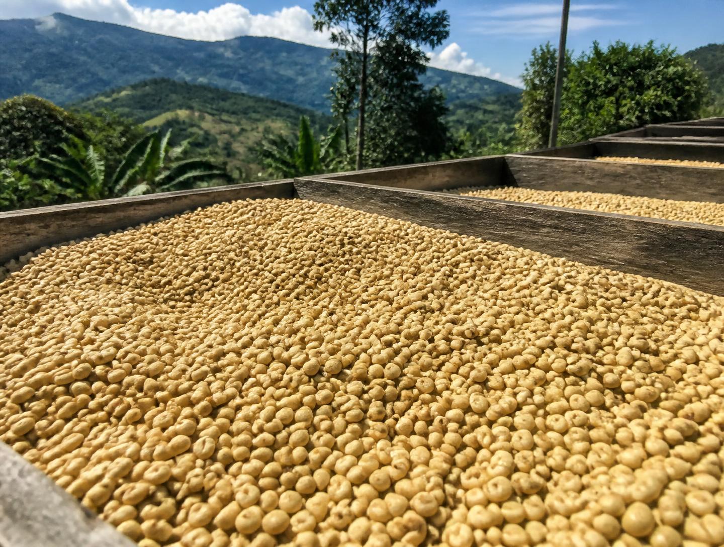 Café pergamino secándose al sol de la montaña