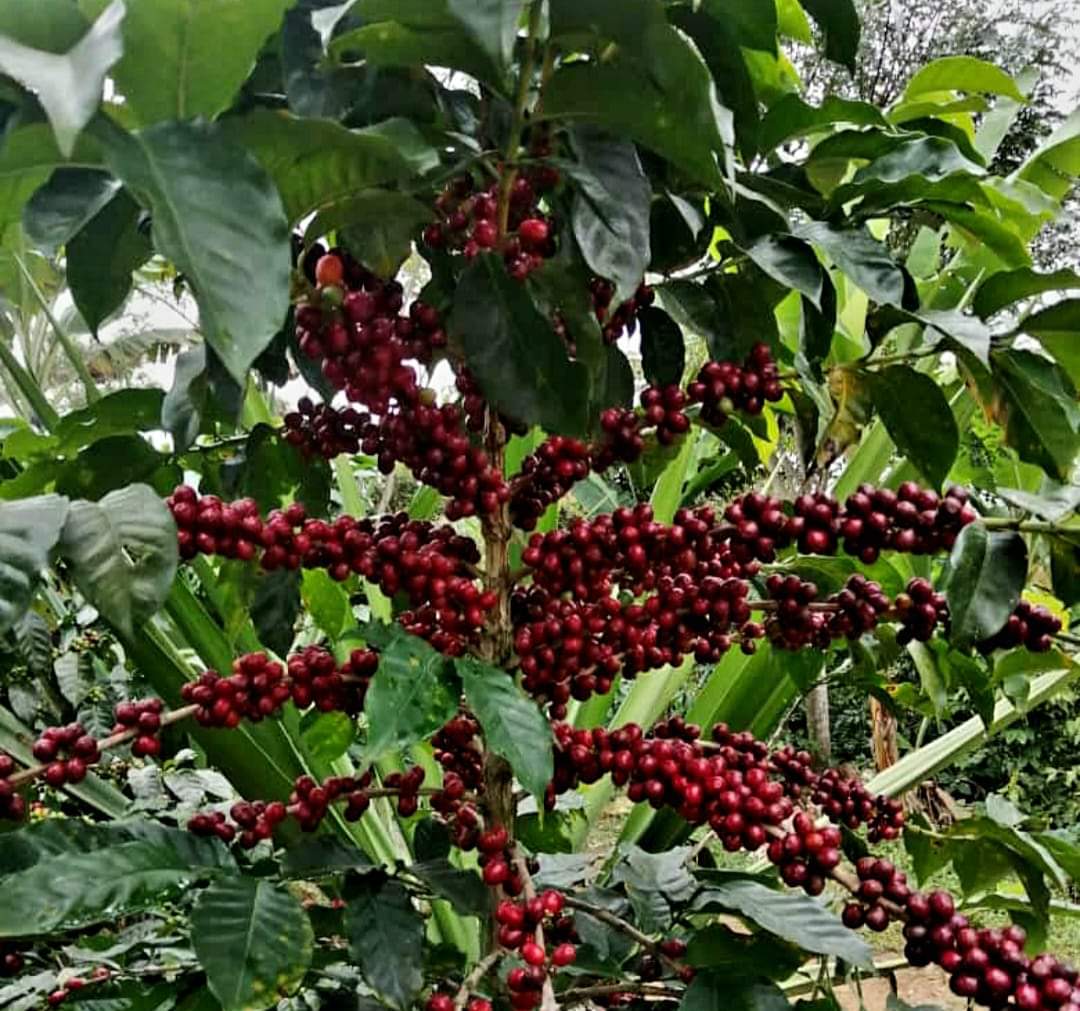 Cerezas de café maduras en el cafetal